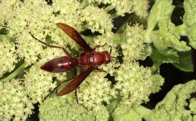 中長腳蜂|Polistes gigas (Körby & Spence, 1826) 